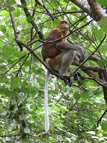 Proboscis monkey (photo: Lan Qie, Bako, 2013)